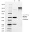 IgM antibody, 33-147, ProSci, Immunohistochemistry frozen image 