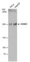 Roundabout Guidance Receptor 1 antibody, PA5-29917, Invitrogen Antibodies, Western Blot image 