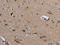 Mitochondrial fission 1 protein antibody, CSB-PA197834, Cusabio, Immunohistochemistry frozen image 