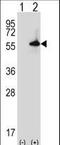 Serine/threonine-protein kinase Sgk3 antibody, LS-C164577, Lifespan Biosciences, Western Blot image 