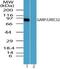 Leucine Rich Repeat Containing 32 antibody, PA5-23301, Invitrogen Antibodies, Western Blot image 