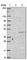 Cone-Rod Homeobox antibody, HPA036763, Atlas Antibodies, Western Blot image 