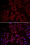 C-C motif chemokine 25 antibody, PA5-76048, Invitrogen Antibodies, Immunofluorescence image 