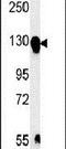 Integrin Subunit Alpha 5 antibody, PA5-25433, Invitrogen Antibodies, Western Blot image 