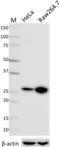 High Mobility Group Box 1 antibody, 651414, BioLegend, Western Blot image 