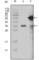 TRX1 antibody, abx011218, Abbexa, Western Blot image 