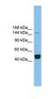 PR/SET Domain 10 antibody, orb330052, Biorbyt, Western Blot image 