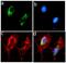 Apolipoprotein E antibody, 701241, Invitrogen Antibodies, Immunofluorescence image 