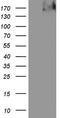 Thyroglobulin antibody, LS-C339078, Lifespan Biosciences, Western Blot image 