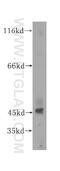 Testis Expressed 28 antibody, 16991-1-AP, Proteintech Group, Western Blot image 