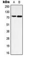 Protein Tyrosine Phosphatase Non-Receptor Type 11 antibody, LS-C354077, Lifespan Biosciences, Western Blot image 