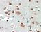 Gamma-Aminobutyric Acid Type A Receptor Alpha4 Subunit antibody, NBP1-18844, Novus Biologicals, Immunohistochemistry frozen image 