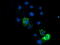 Endonuclease G, mitochondrial antibody, M05147-1, Boster Biological Technology, Immunofluorescence image 