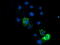 Endonuclease G antibody, M05147-1, Boster Biological Technology, Immunofluorescence image 