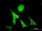 Growth Arrest Specific 2 antibody, LS-C197274, Lifespan Biosciences, Immunofluorescence image 