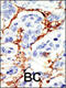 Docking Protein 2 antibody, 63-148, ProSci, Immunofluorescence image 
