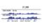 Embryonic Ectoderm Development antibody, 85322S, Cell Signaling Technology, Chromatin Immunoprecipitation image 