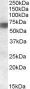 Bridging Integrator 1 antibody, PA5-18972, Invitrogen Antibodies, Western Blot image 