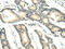 RASD Family Member 2 antibody, CSB-PA509583, Cusabio, Immunohistochemistry frozen image 