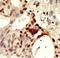 DNA Methyltransferase 3 Like antibody, LS-C96556, Lifespan Biosciences, Immunohistochemistry paraffin image 