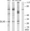 Distal-Less Homeobox 5 antibody, LS-B7058, Lifespan Biosciences, Western Blot image 