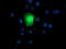 Regulatory Factor X Associated Ankyrin Containing Protein antibody, LS-C337621, Lifespan Biosciences, Immunofluorescence image 