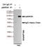 Ribosomal Protein S6 Kinase A1 antibody, M01058-1, Boster Biological Technology, Immunoprecipitation image 
