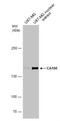 Transcription Elongation Regulator 1 antibody, NBP2-20584, Novus Biologicals, Western Blot image 