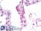 Anti-Mullerian Hormone Receptor Type 2 antibody, LS-B9614, Lifespan Biosciences, Immunohistochemistry frozen image 