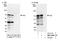 Hematopoietic Cell-Specific Lyn Substrate 1 antibody, NBP2-04028, Novus Biologicals, Western Blot image 