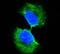 Glutathione S-transferase P 1 antibody, orb87452, Biorbyt, Immunofluorescence image 
