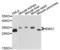 EMG1 N1-Specific Pseudouridine Methyltransferase antibody, LS-C333311, Lifespan Biosciences, Western Blot image 