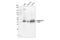 Cystathionine Gamma-Lyase antibody, 19689S, Cell Signaling Technology, Western Blot image 