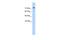 Pannexin 2 antibody, A08860, Boster Biological Technology, Western Blot image 