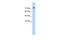 Pannexin 2 antibody, A08860, Boster Biological Technology, Western Blot image 