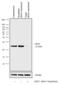 Chromobox 5 antibody, 730046, Invitrogen Antibodies, Western Blot image 