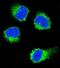 Nerve Growth Factor antibody, abx033672, Abbexa, Western Blot image 