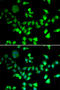 Structural Maintenance Of Chromosomes 1A antibody, STJ29088, St John