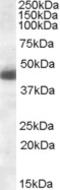 Kruppel Like Factor 15 antibody, orb18386, Biorbyt, Western Blot image 