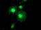 Zinc Finger AN1-Type Containing 2B antibody, LS-C785570, Lifespan Biosciences, Immunofluorescence image 