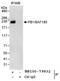 Polybromo 1 antibody, NB100-79832, Novus Biologicals, Immunoprecipitation image 