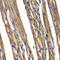 MPTP antibody, LS-C331703, Lifespan Biosciences, Immunohistochemistry paraffin image 