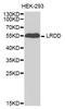 P53-Induced Death Domain Protein 1 antibody, orb373264, Biorbyt, Western Blot image 