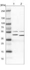 Kynurenine Aminotransferase 3 antibody, NBP1-87388, Novus Biologicals, Western Blot image 