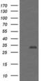 Proteasome Inhibitor Subunit 1 antibody, MA5-26099, Invitrogen Antibodies, Western Blot image 