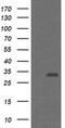 Proteasome Inhibitor Subunit 1 antibody, MA5-26099, Invitrogen Antibodies, Western Blot image 