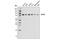 Kinesin Family Member 3B antibody, 13817S, Cell Signaling Technology, Western Blot image 