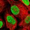 Transketolase antibody, HPA029481, Atlas Antibodies, Immunofluorescence image 