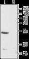 Endothelin Receptor Type B antibody, GTX54820, GeneTex, Western Blot image 