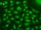 RAD17 Checkpoint Clamp Loader Component antibody, GTX33453, GeneTex, Immunofluorescence image 